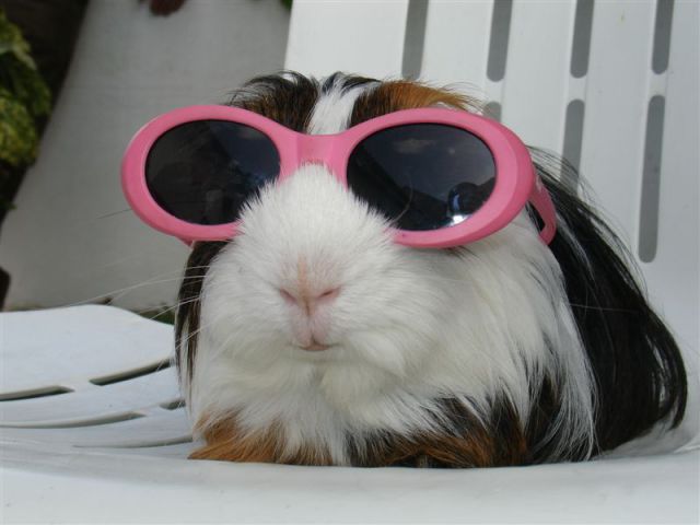 these_funny_animals_1099_640_01.jpg