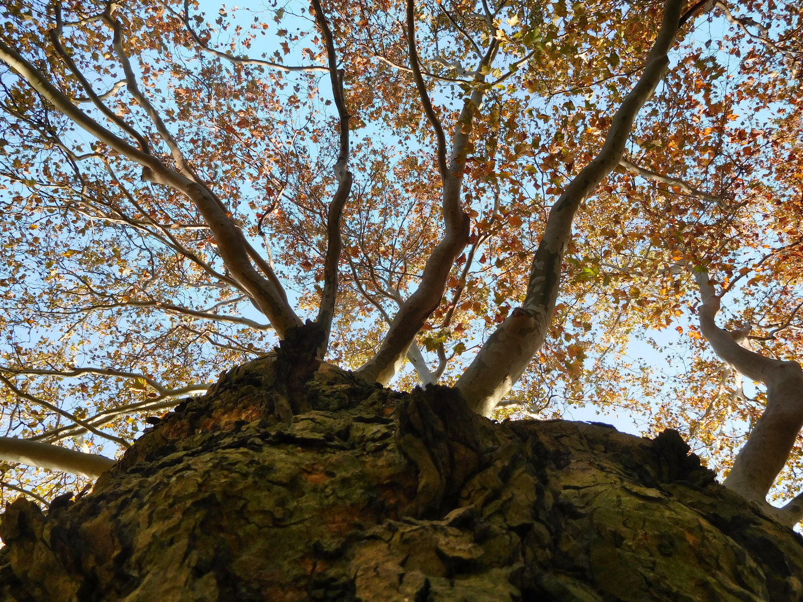 Tree-1.jpg