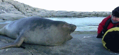 tumblr_inline_ms0lp9EFCm1qz4rgp.gif