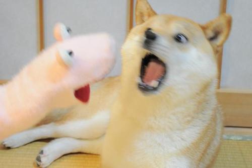 tumblr_inline_nynkpbAw0e1si39fb_500.jpg