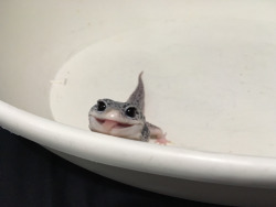 tumblr_o7pu2udGoq1tm8ucxo7_250.jpg