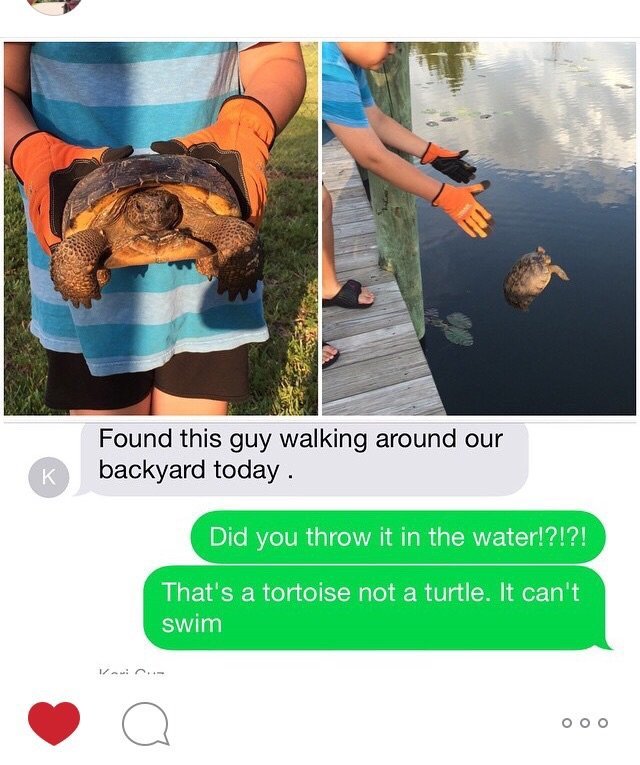 Turdle_b4b7da_5648289.jpg