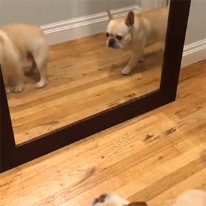 upload_2020-10-6_13-36-11.gif