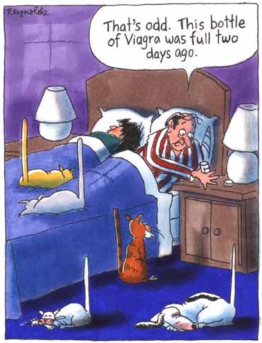 viagra_katzen.jpg