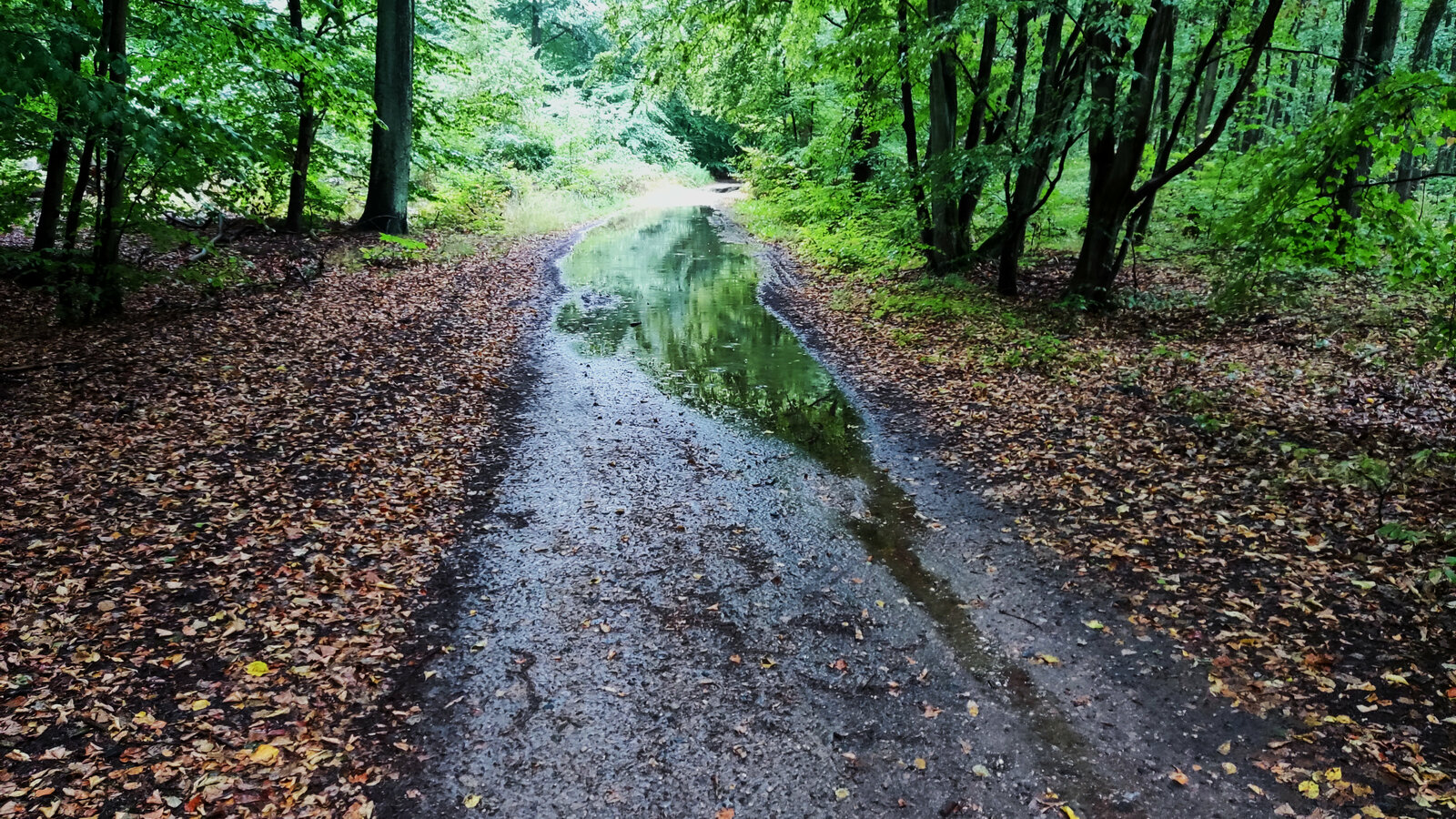 Wald.jpg