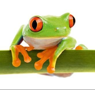 wandbild-mit-exotischem-frosch,-shophit-serie-80x30cm-dg-dt2096-wb-31.jpg