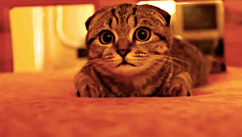 whF8NwWULWuVq.gif