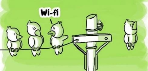 wifi bird.JPG