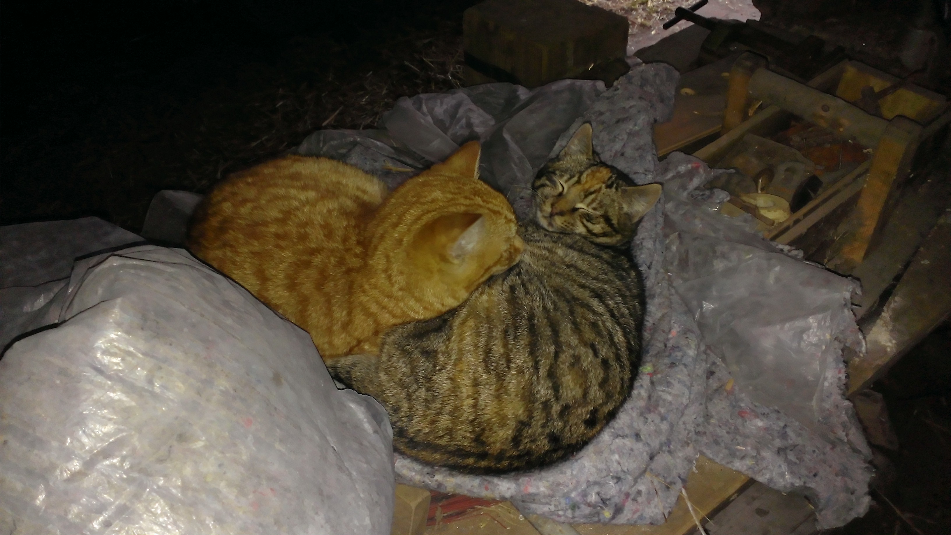 WP_20140112_007.jpg