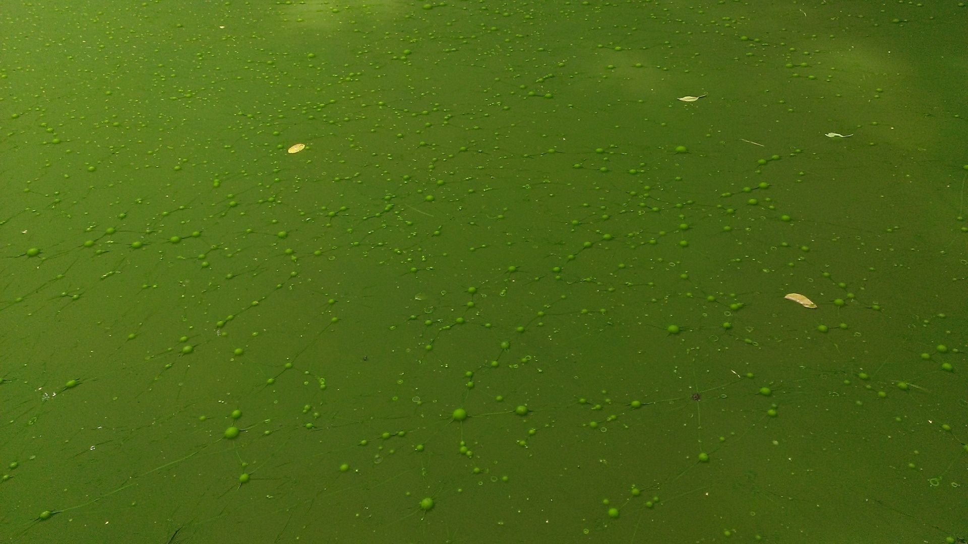 WP_20140730_017.jpg