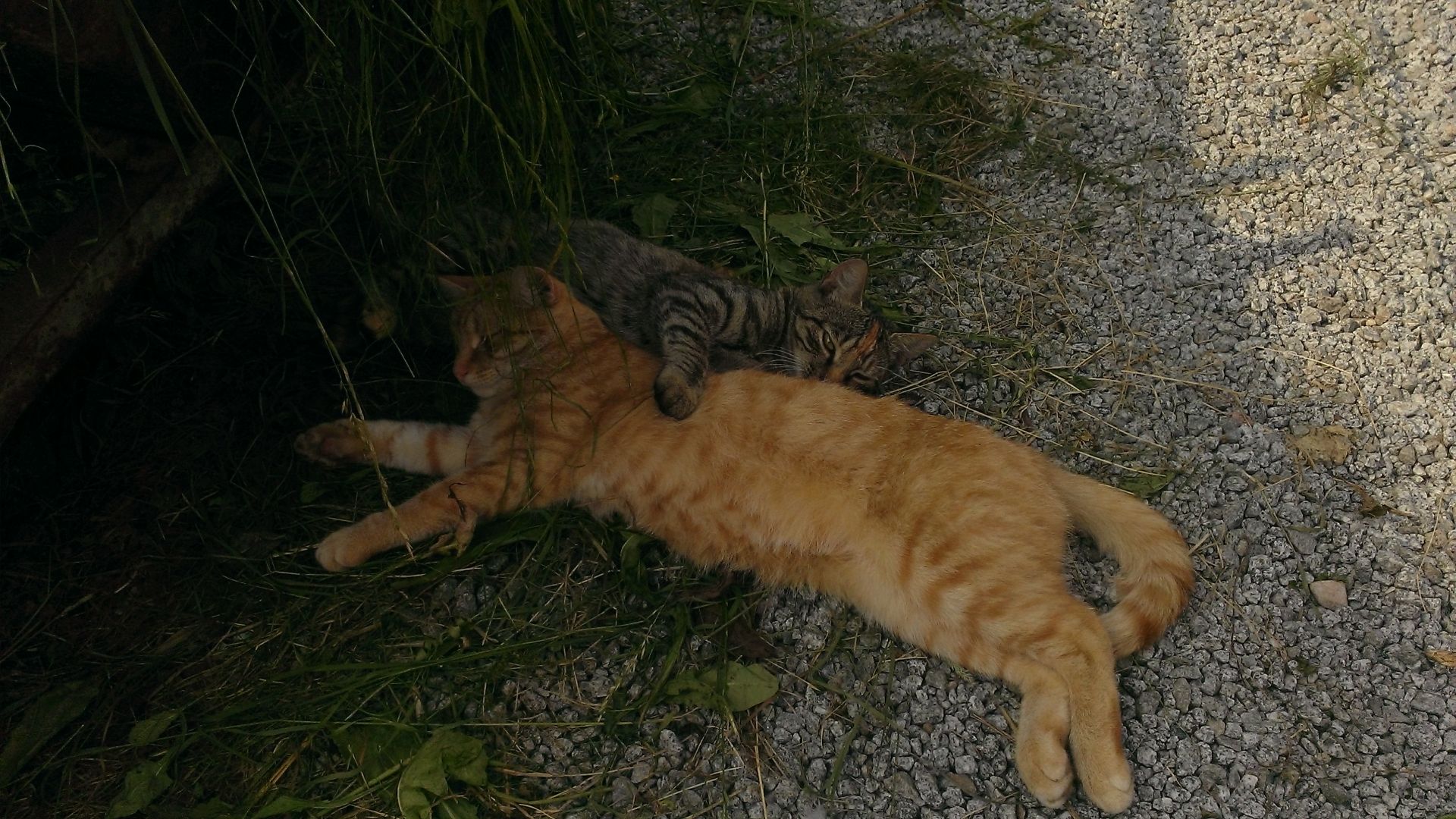 WP_20140730_031.jpg