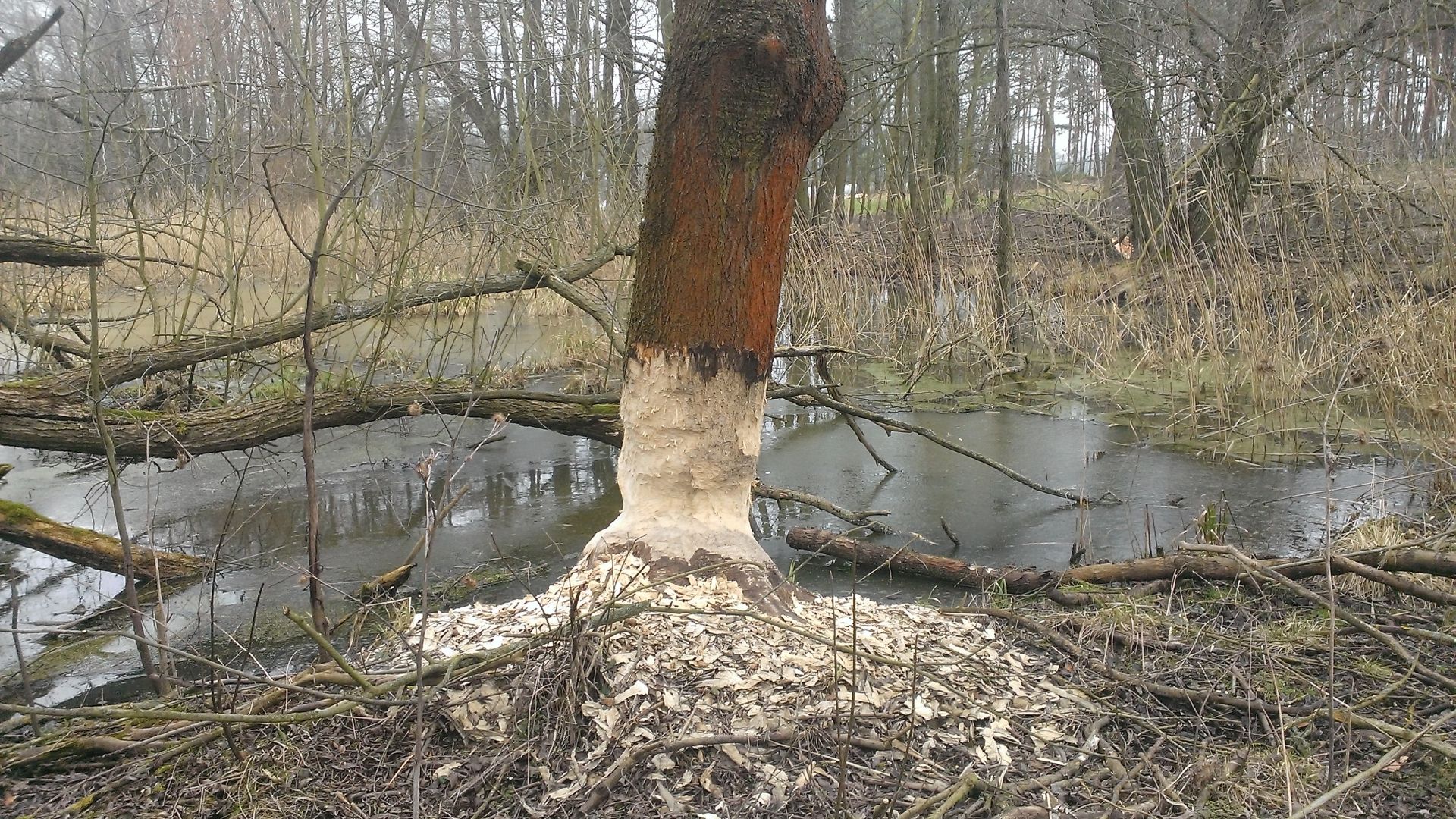 WP_20150216_002.jpg