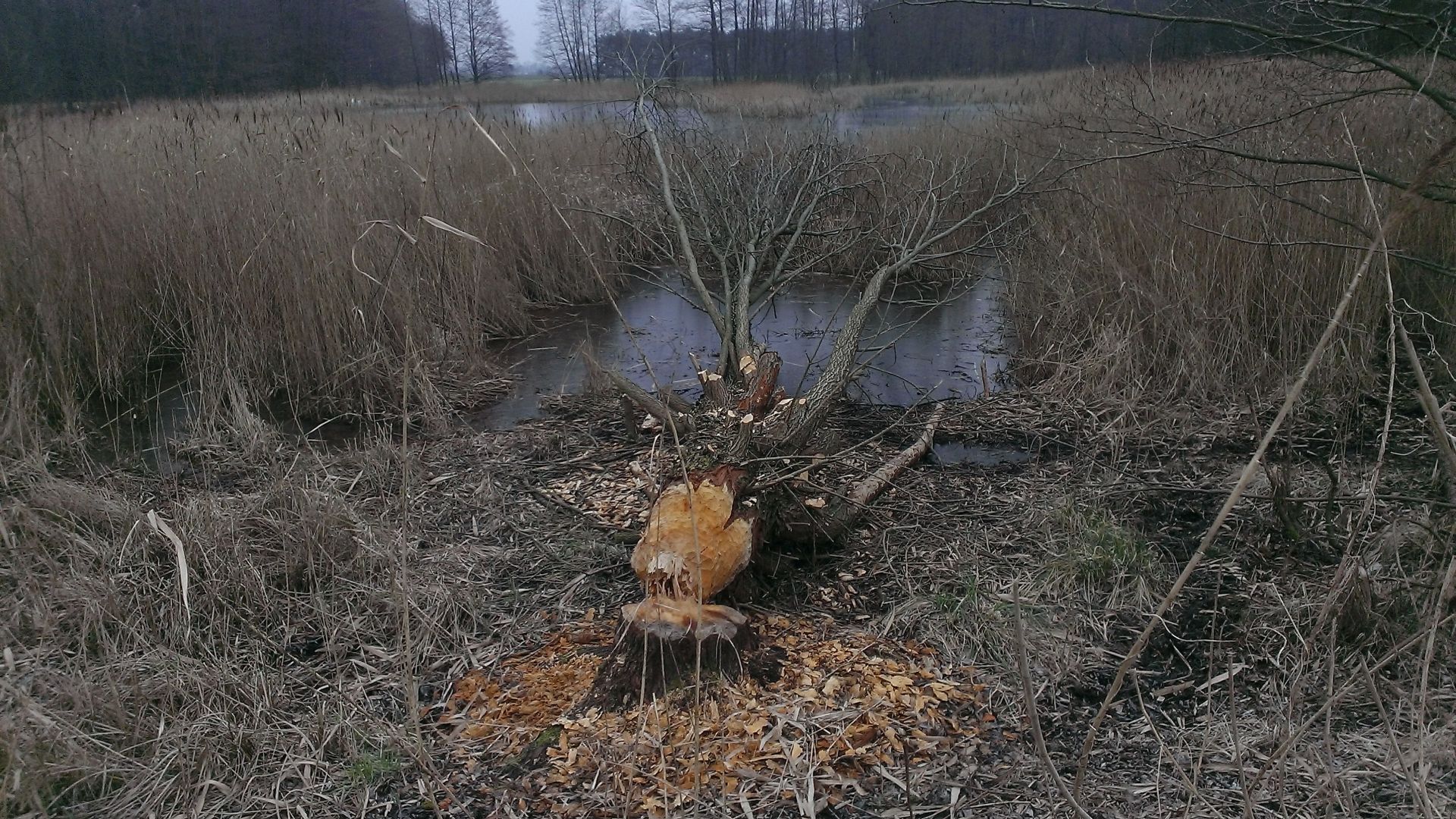 WP_20150216_004.jpg
