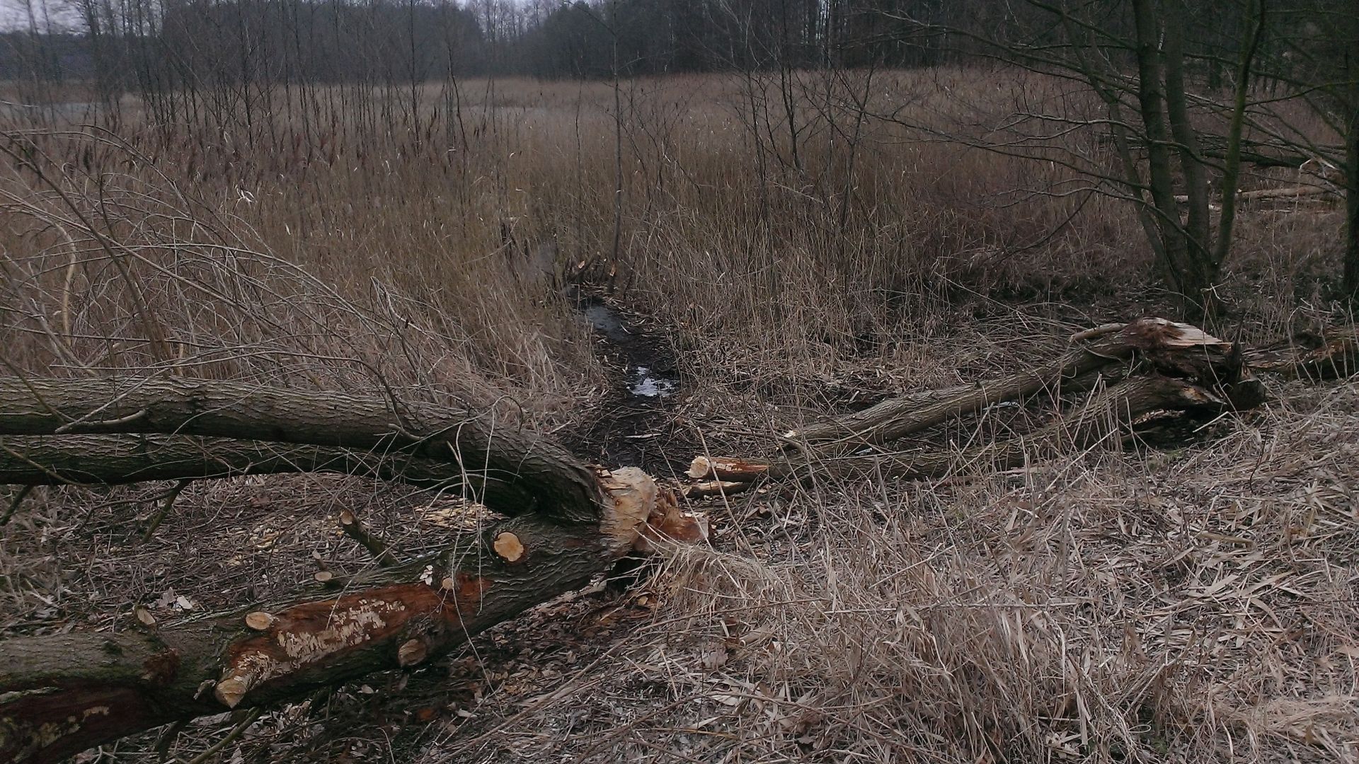 WP_20150216_009.jpg