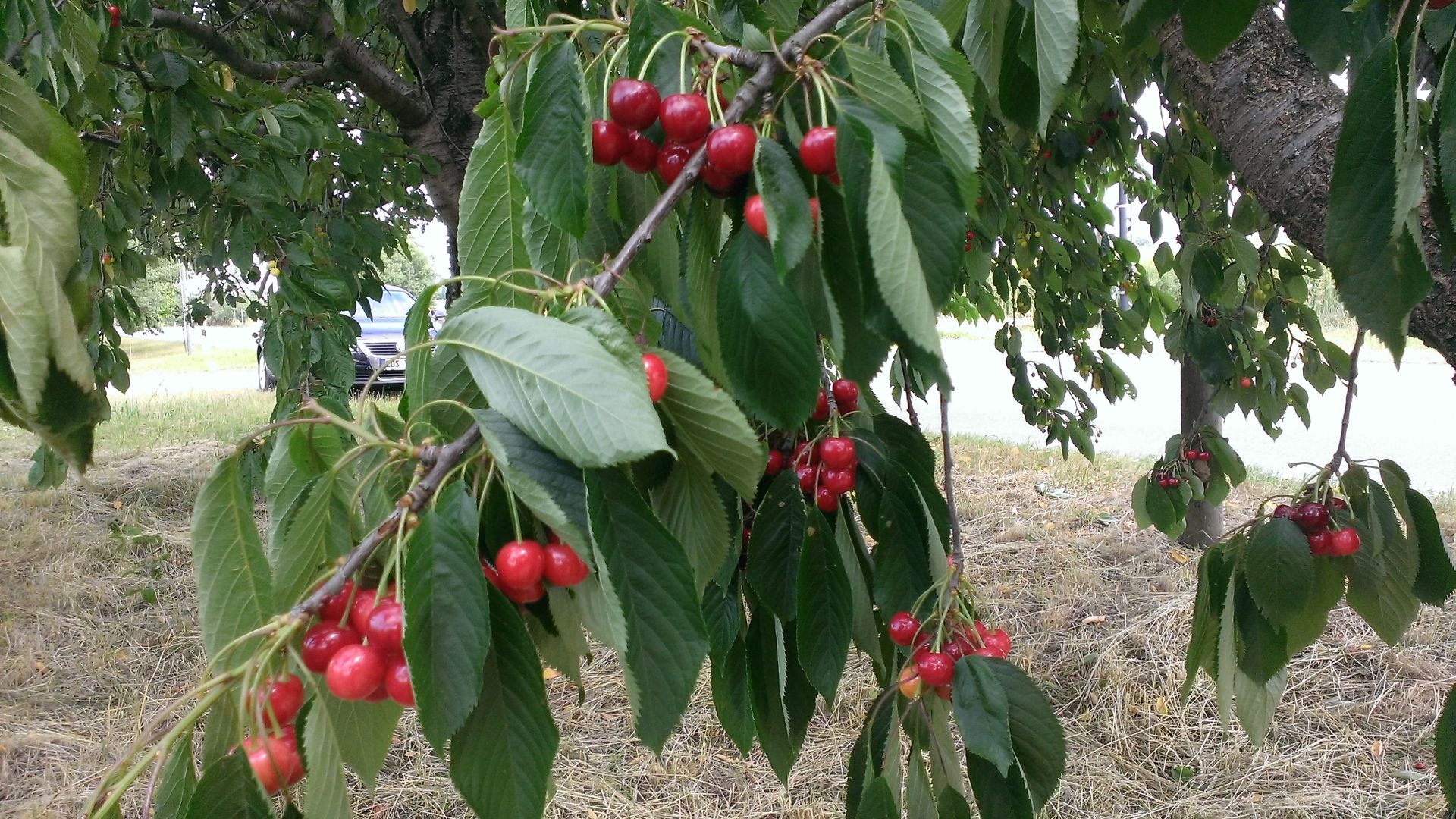 WP_20150625_007.jpg