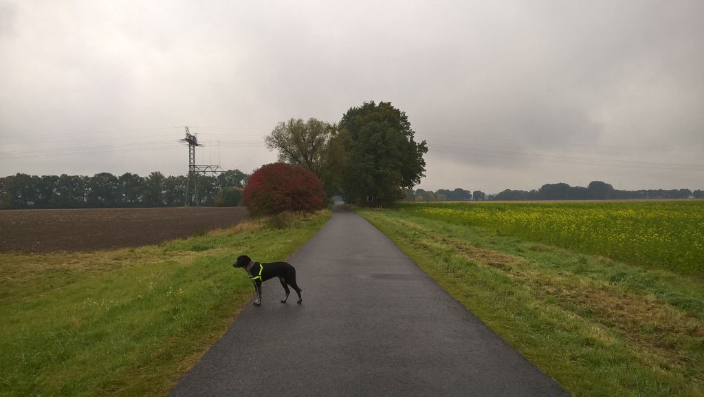 WP_20151016_14_50_42_Pro.jpg