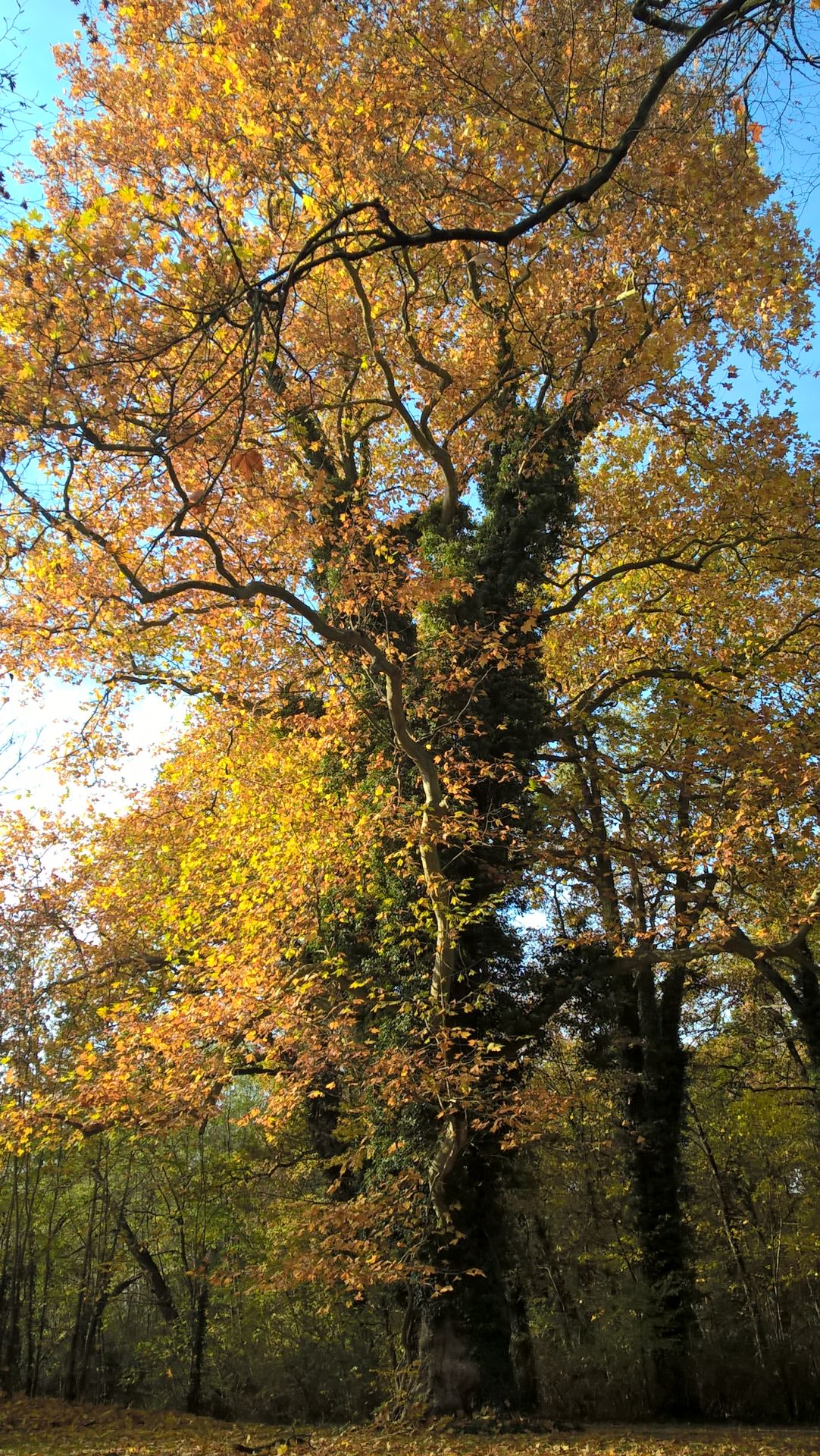 WP_20151101_12_00_15_Pro.jpg