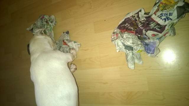 WP_20151210_003 (640x360).jpg
