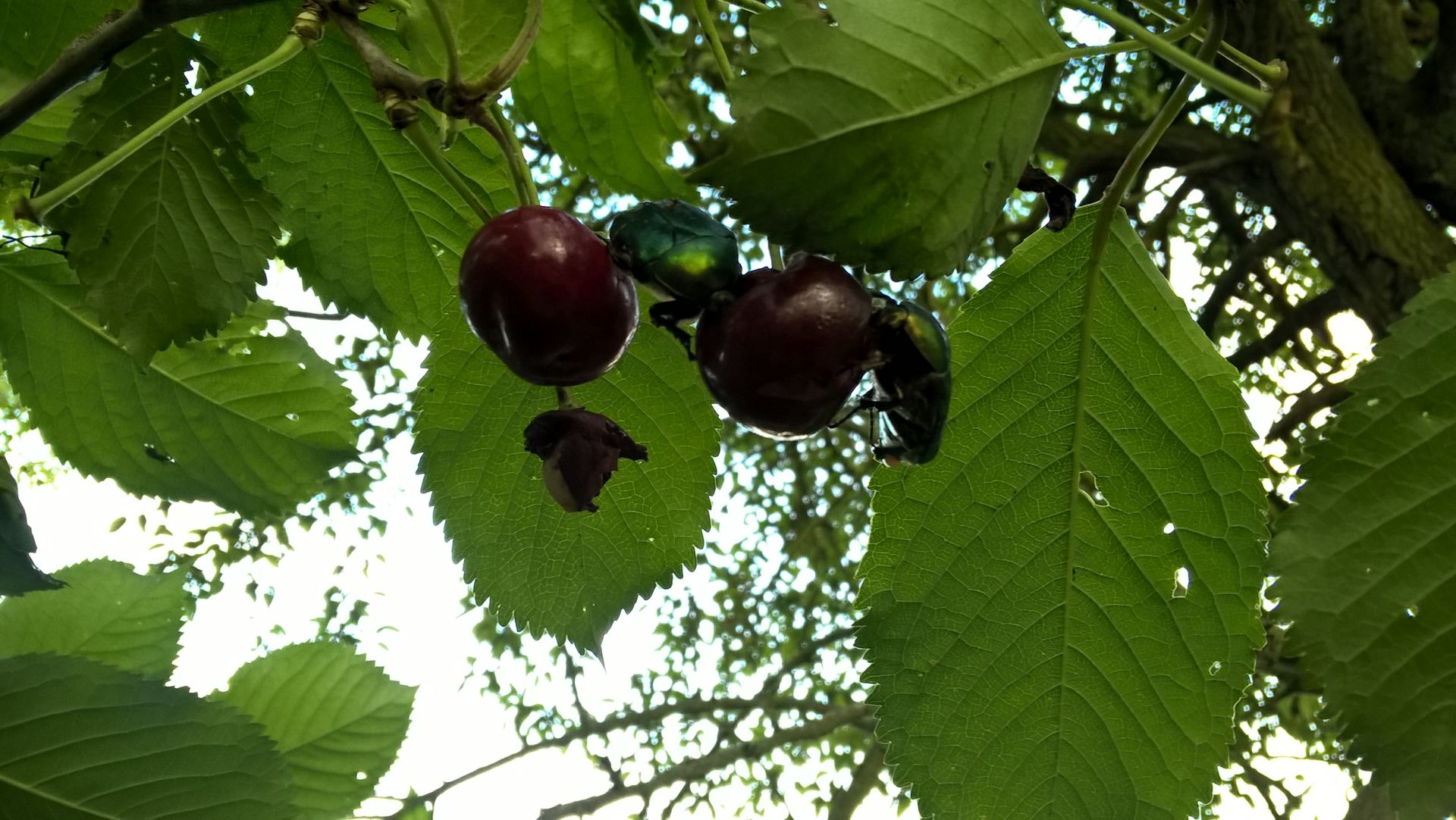 WP_20160619_20_23_57_Pro.jpg