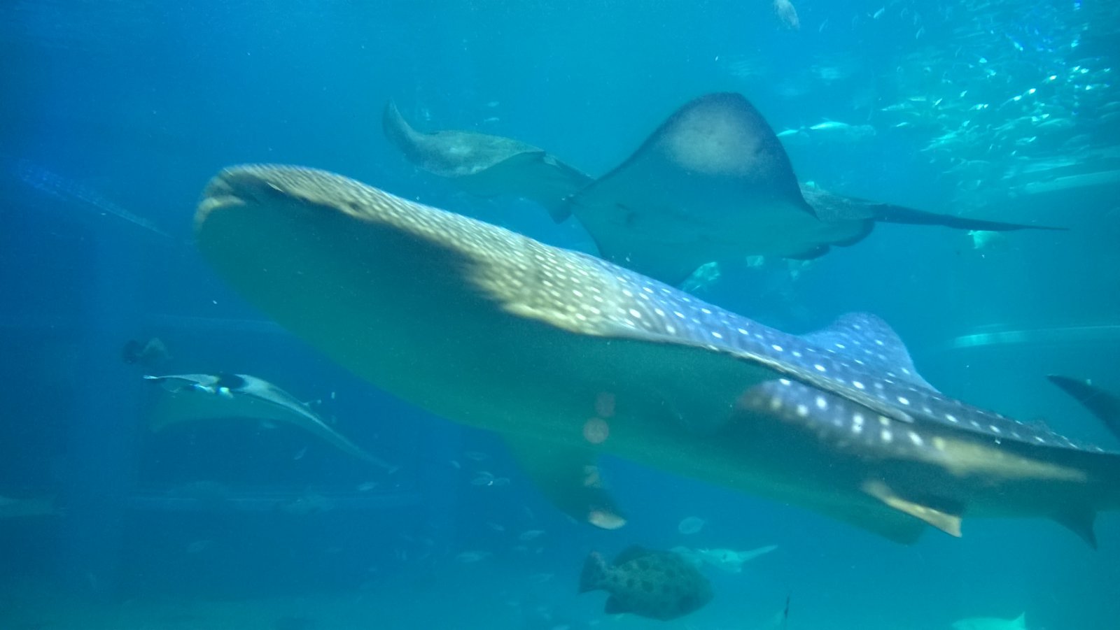 WP_20180328_10_45_50_Pro.jpg