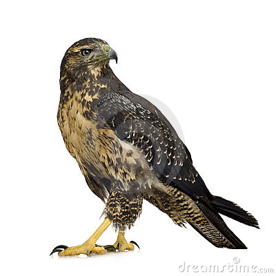 young-black-chested-buzzard-eagle-3885412.jpg