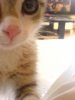 Katze1.jpg