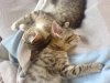 Katze3.jpg