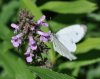 2010-07-31 13-28-10 0020.jpg