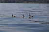 7C620683-48AD-477C-9343-DD282CA62ED1.jpeg