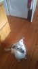 Shiba.jpg