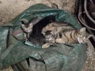 1000065111.webp
