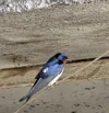 1000068107.webp