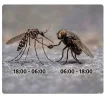 70106.webp
