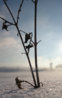 Winter Leaf.jpg