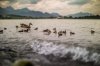 Enten.jpg