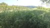 IMG-20170526-WA0003.jpg