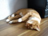 tmp_DSC00104-1971381205.jpg
