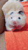 hm-gifdump-308-2.gif