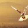Hawk
