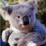Aussie