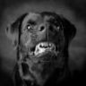 DarcDog