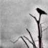 CrowJane
