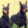 Doberman