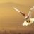 Hawk