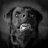 DarcDog
