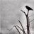 CrowJane