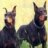 Doberman