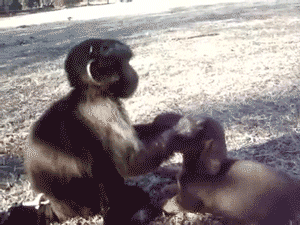 tumblr_nputtrdlvm1tq9q5vo1_400.gif
