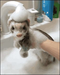 tumblr_oc0nrqpMJK1uluepno1_250.gif