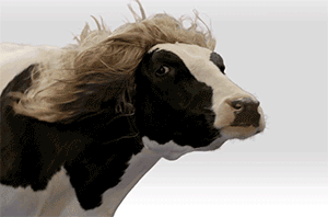tumblr_ndx2yvNw7T1te5ruso1_400.gif